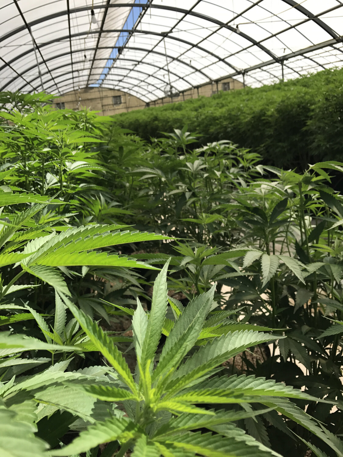 hemp